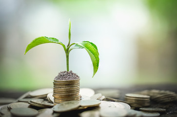 Green tree growing on money coins, ,saving, growth, sustainable development, economic concept