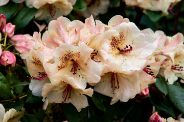 Wall Mural - White and pink rhododendron in garden