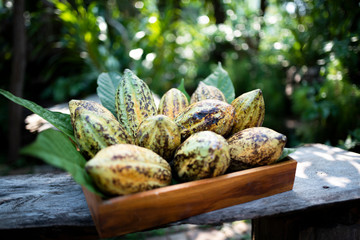 Wall Mural - Close-up view of cacao pods on sunny blurred background pods cocoa pods organic chocolate farm hawaii