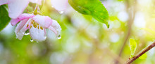 Spring Blooming Flower Background; Beautiful Pink Tree Blossom And Spring Rain.