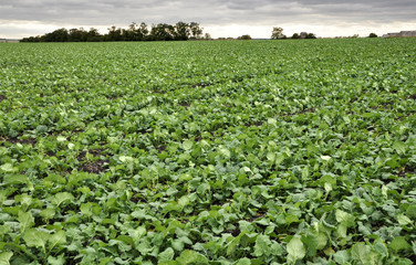 In the autumn field grows winter rape