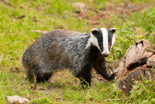 Badgers Free Stock Photo - Public Domain Pictures