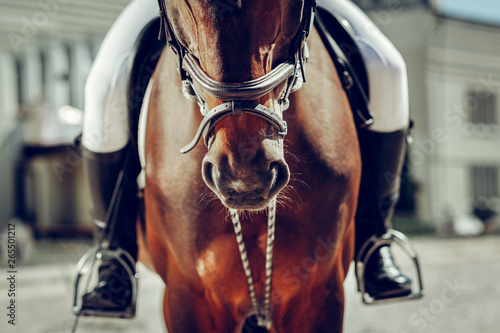 Fotomural Close up of a brown horse nose