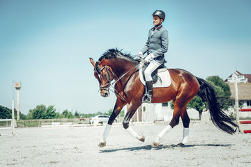 nice beautiful brown horse running very fast