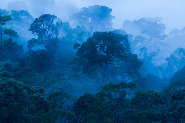 Poster - Aerial view of tropical rainforest in the mist.