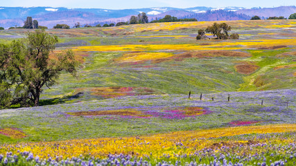 Wall Mural - Wildflowers blooming on the rocky soil of North Table Mountain Ecological Reserve, Oroville, Butte County, California