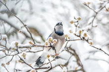 Closeup Of Blue Jay Bird Cyanocitta Cristata Singing Perched On Tree Branch During Winter Snow In Virginia