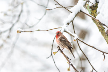 Wall Mural - One male red house finch Haemorhous mexicanus bird perched on tree branch during winter spring snow in northern Virginia