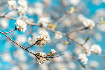 Wall Mural - cherry blossom sakura tree macro closeup with white flower petals in spring springtime washington dc