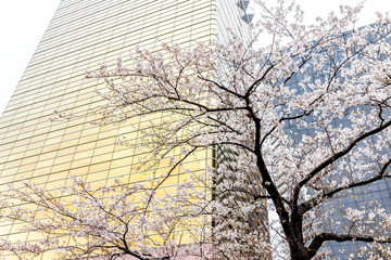 Wall Mural - pink cherry blossom sakura tree isolated against modern building perspective with flower petals in s