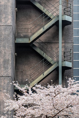 Wall Mural - pink cherry blossom sakura tree by modern building stairway vertical perspective with flower petals 