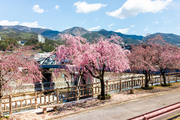 Wall Mural - gero onsen, japan pink cherry blossom sakura trees along river in gifu prefecture with flower petals