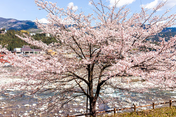Wall Mural - pink cherry blossom sakura tree along river and road in gero onsen town, gifu prefecture with flower