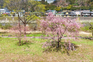Wall Mural - gero onsen, japan pink cherry blossom sakura trees along river in gifu prefecture with flower petals