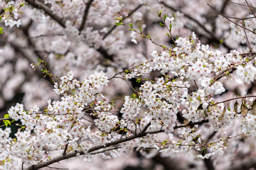 Wall Mural - tokyo, japan cherry blossom sakura tree closeup of branch in spring with blooming garden bokeh blurr
