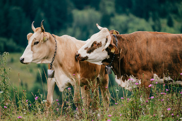 Wall Mural - Two funny spotted cows playing sex games on pasture in highland  in summer day. Cattle mating on field with beautiful landscape view at mountains and forest on background.  Animal mating habits.