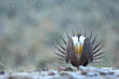 Male Great Sage Grouse, Centrocercus urophasianus, performing mating display on a breeding ground with light snow in the background.