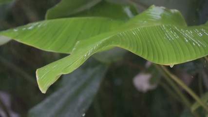 Wall Mural - Tropical rain close up, Drops of a rain fall and roll down from big green leaves,Slow motion