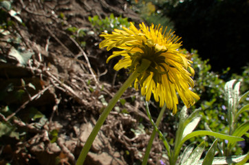 Wall Mural - Dandelion flower in cottage garden, Swiss village of Berschis