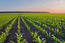 Rows Of Young Corn Shoots On A Cornfield