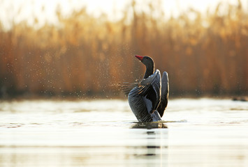 Wall Mural - Wild goose wake up on surface