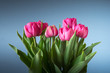 pink tulips on blue background