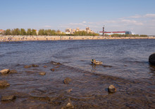 View Of Two Ducks Are Swimming In The Sea On The Beach Background, Saint Petersburg, Russia