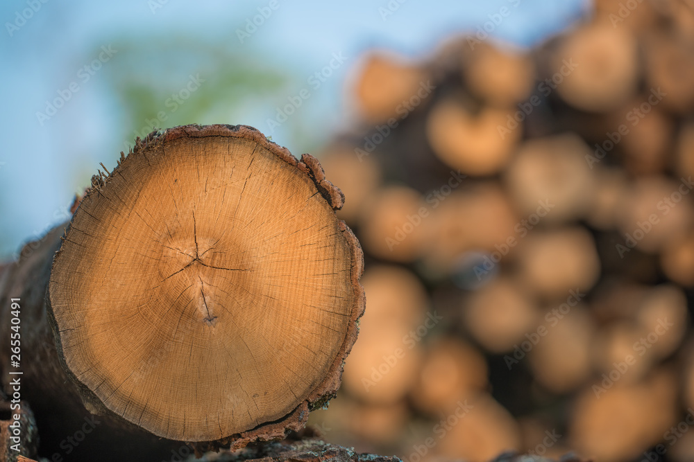 Piles of stacked logged trees from Governor Knowles State Forest in ...