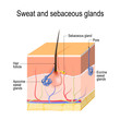 Sweat glands (apocrine, eccrine) and sebaceous gland. Cross section of the Human skin with hair follicle, blood vessels and glands.