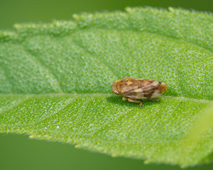 Extreme closeup with detail of spittle bug species on a leaf - Theodore Wirth Park in Minnesota