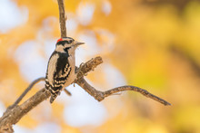 Downy Woodpecker Perched On A Tree Branch With Fall Color Leaves Of Orange, Green, And Yellow In The Bokeh Blurry Background - Taken In Minnesota
