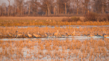 Wall Mural - Sandhill cranes roosting on the ground at dusk / sunset during fall migrations at the Crex Meadows Wildlife Area in Northern Wisconsin