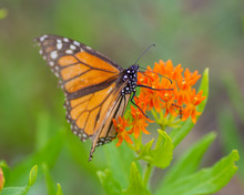 A Monarch Butterfly On Beautiful Orange Wildflowers In The Crex Meadows Wildlife Area In Northern Wisconsin