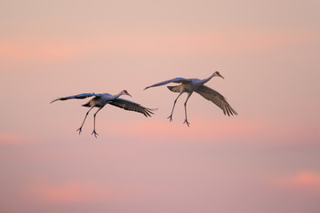 Wall Mural - Sandhill cranes in flight with red and blue sky and clouds at dusk / sunset during fall migration at the Crex Meadows Wildlife Area in Northern Wisconsin