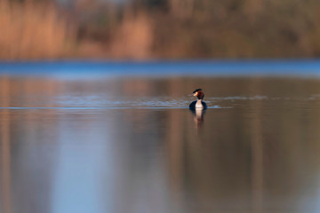 Wall Mural - Great crested grebe in lake at sunrise. Side view.