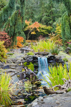 Autumn Leaves On Bushes Around Waterfall Feature In Landscaped Garden