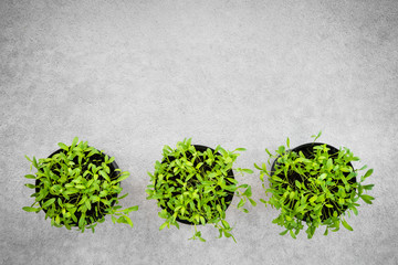 Wall Mural - Pots with young cilantro herbs on concrete background