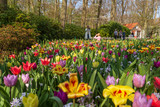 Fototapeta Tulipany - Beautiful outdoor sunny view of  foreground colourful picturesque vivid mixture colour blooming tulips field and blur background of visitors and small wooden hut at Keukenhof Gardens in Netherlands.
