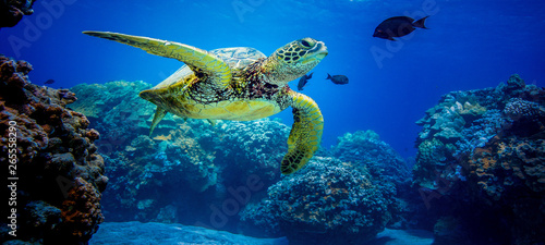 Fotomural Turtles in Hawaii on the reef