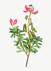 Sticker - Blooming Ononis fruticosa