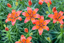 Many Lilies Orange Day Lilies After A Rain. Water Drops On Flowers.