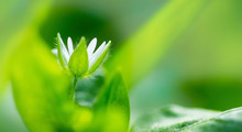 Green White Wild Flower 1