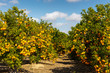 An orange grove in Spain in sunny weather with blue sky.