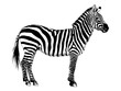 African striped Zebra hand-drawn full-length ink