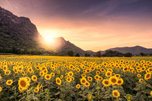 Beautiful Sunset Landscape View Of Field Of Blooming Sunflowers On A Background Sunset