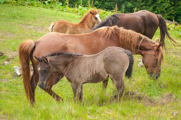 Wall Mural - horses in nature. beautiful horses