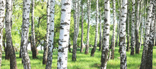 Young Birch With Black And White Birch Bark In Spring In Birch Grove Against The Background Of Other Birches