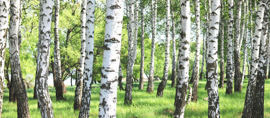 Young birch with black and white birch bark in spring in birch grove against the background of other birches