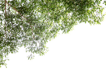 Wall Mural - Green leaf and branches on white background