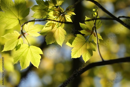Fotografía Sycamore maple leaves in the forest on a sunny spring morning